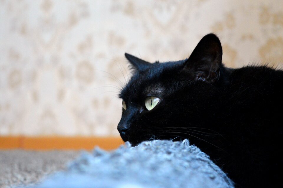 Cat cat dreams cat is