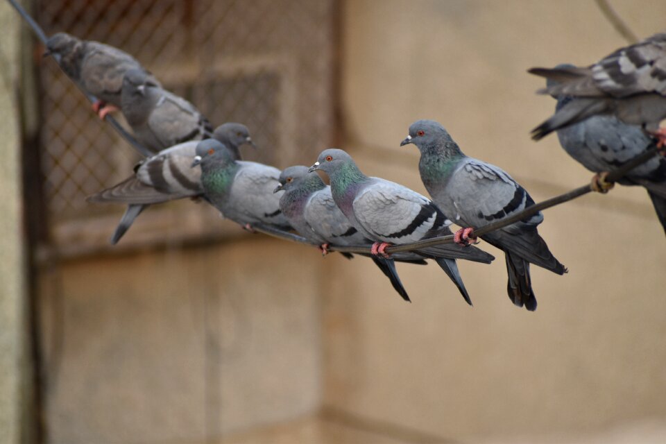 Pigeons line swinging birds