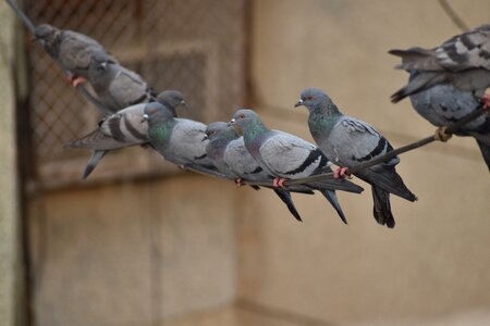 Pigeons line swinging birds