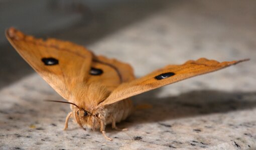 Moth nature animal photo