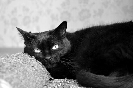 Cat cat dreams cat is