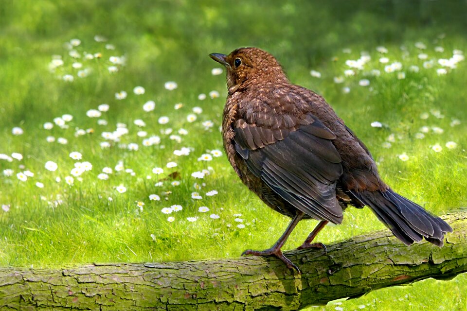 Turdus philomelos tree branch