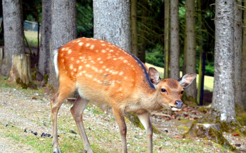 Female ricke forest
