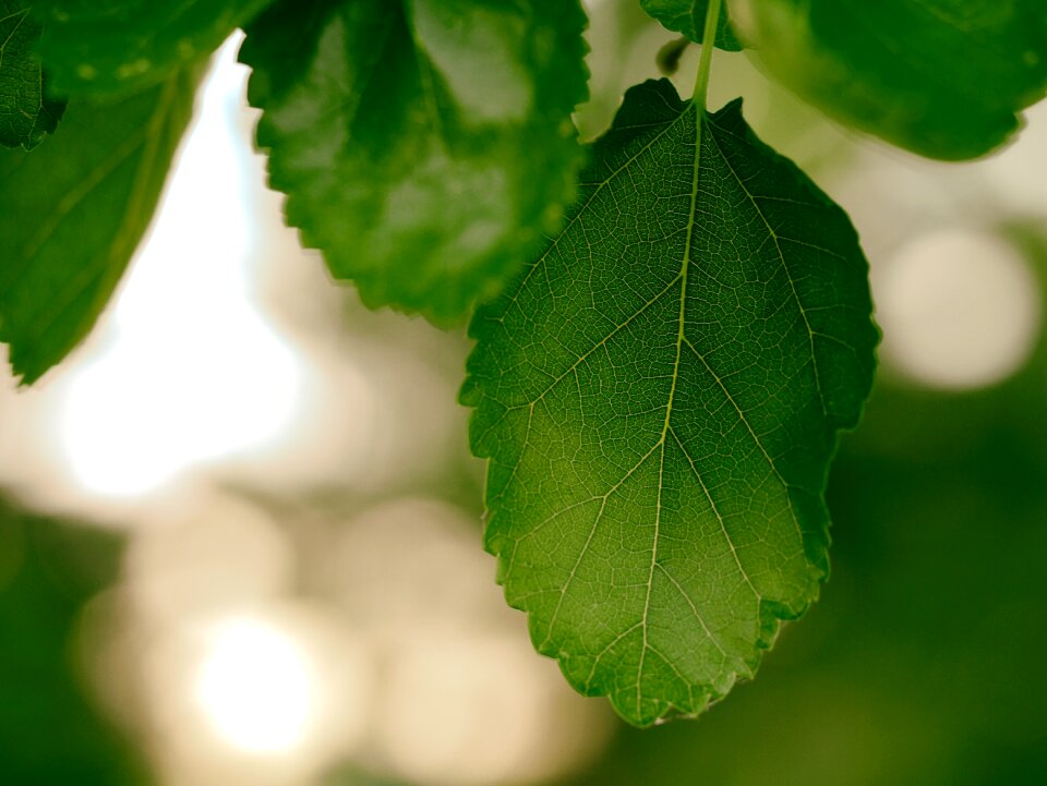 Color garden green
