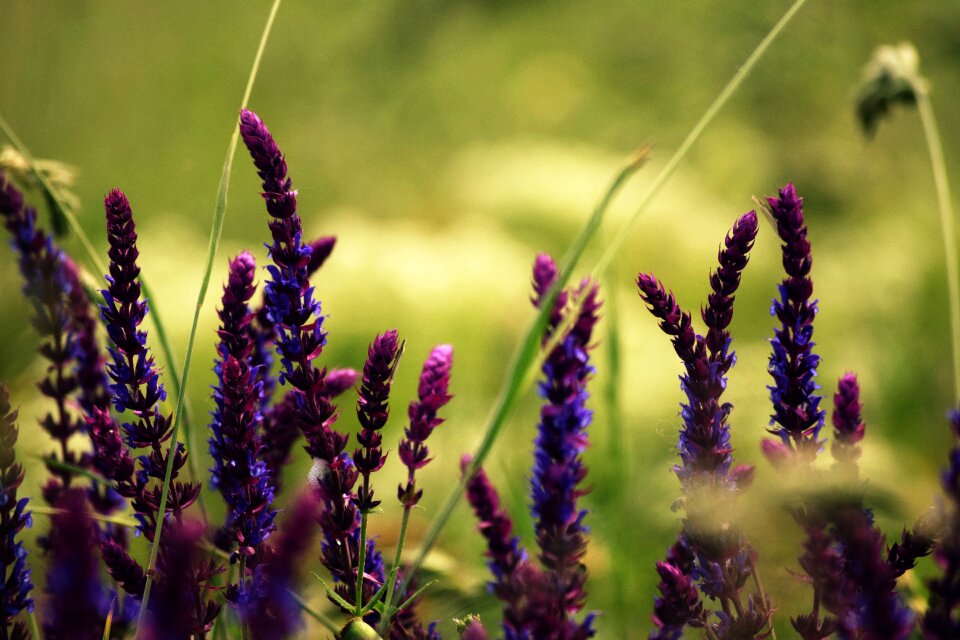 Purple blue lavender photo