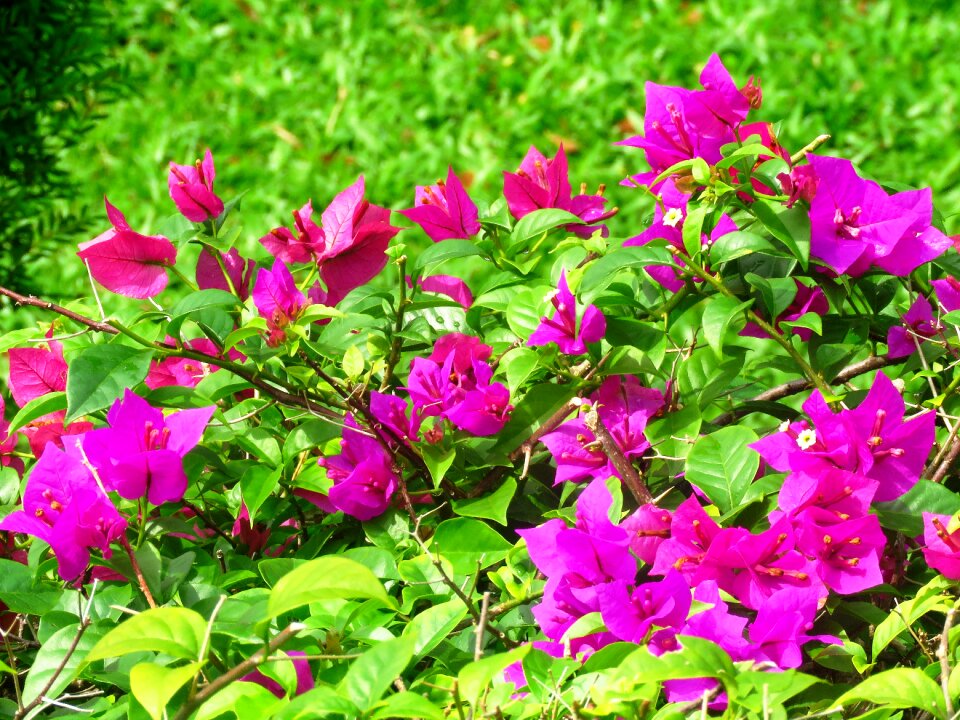 Flowers garden nature photo