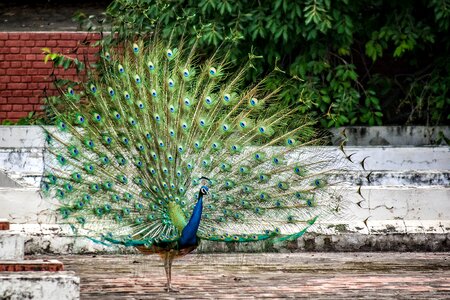 Feather peacock feather exotic photo