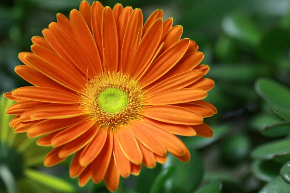 Colorfull petals orange