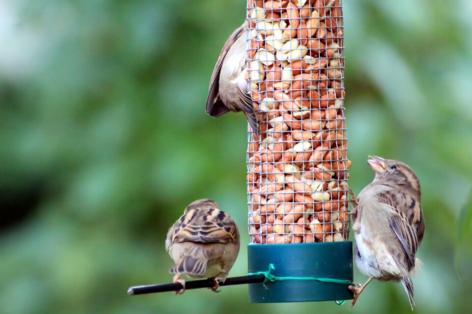 Songbird nature garden
