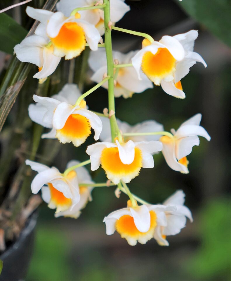 Gold stone oak orchid yellow