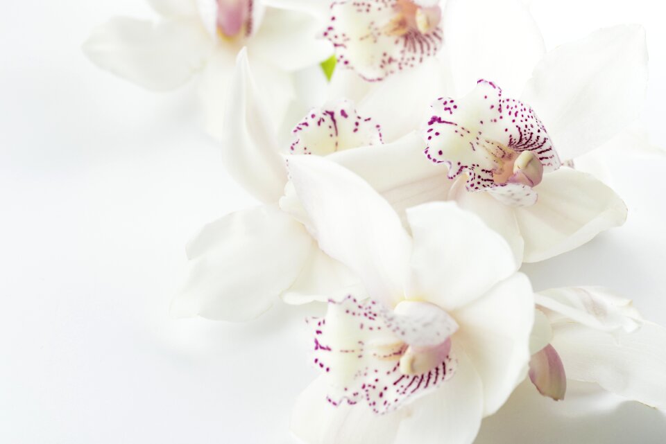 Exotic botany petals