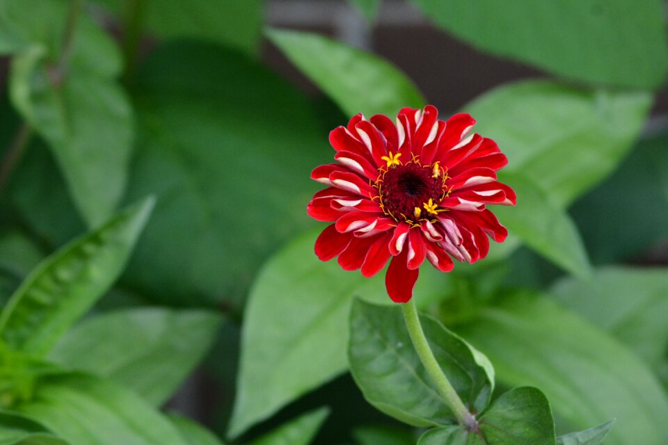 Green outdoor natural