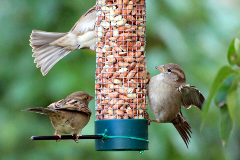 Songbird nature garden