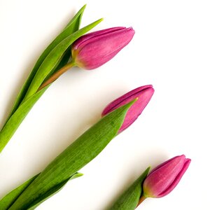 Flower plant bloom