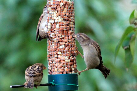 Songbird nature garden