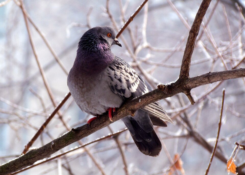 Gray winter branch