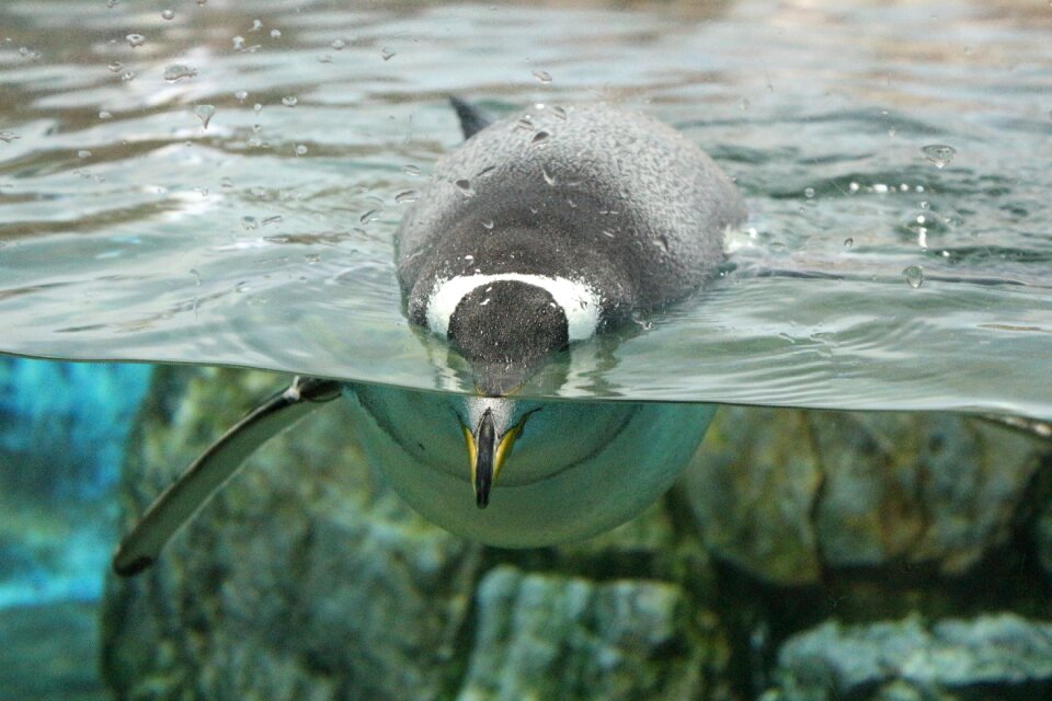 Zoo aquarium water