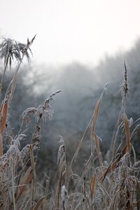 Reed landscape clouds