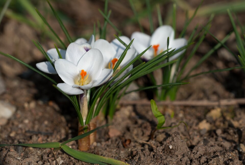Spring flower spring flower