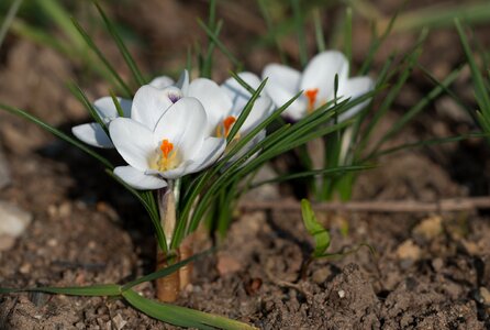 Spring flower spring flower photo