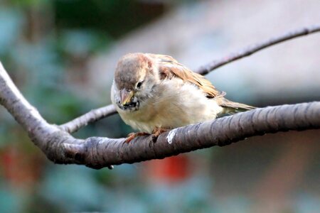 Branch sit songbird photo