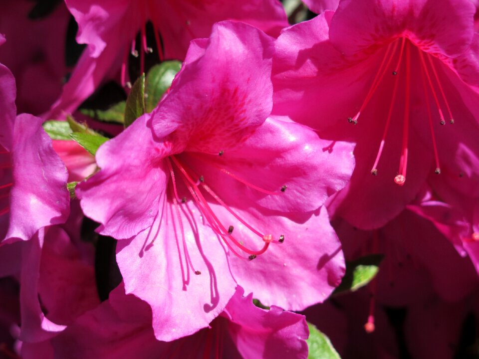 Paris pink flowers bouquet