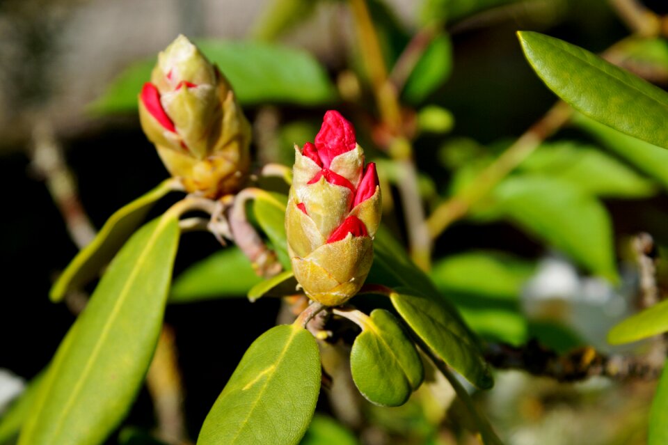 Bloom bud plant