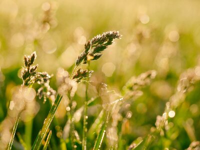 Field grass pasture