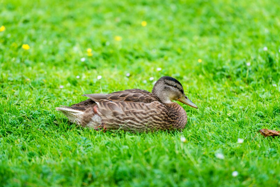 Lawn green nature