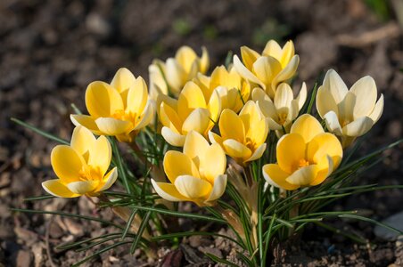 Spring flower spring flower