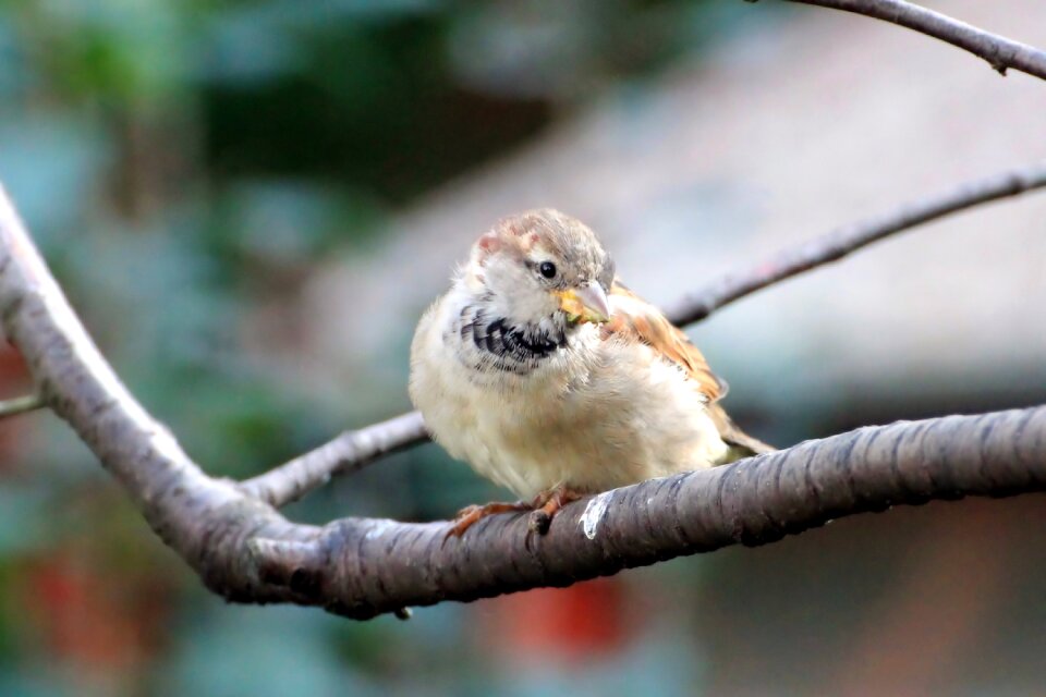 Branch sit songbird
