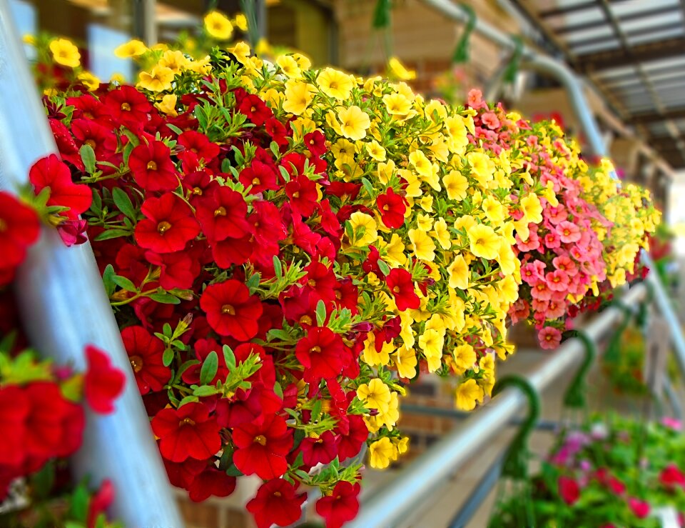 Spring red yellow
