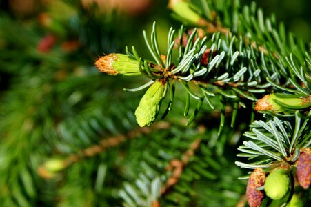 Branch spruce nature photo