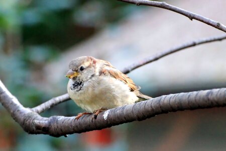 Branch sit songbird