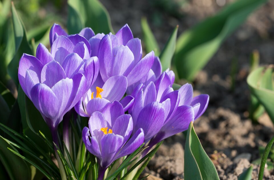Spring flower spring flower