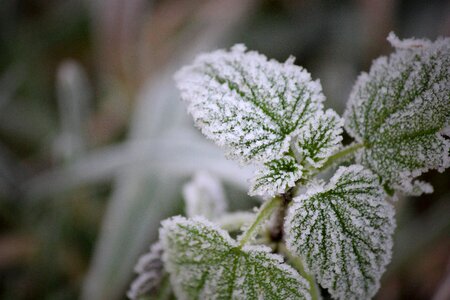 Winter plant hulst