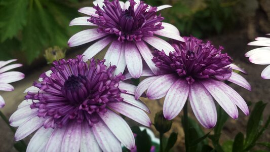 Three daisy purple photo