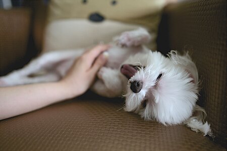 Tongue canine cute photo