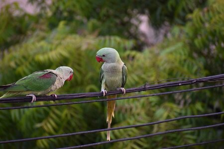Pair one scolding talking birds