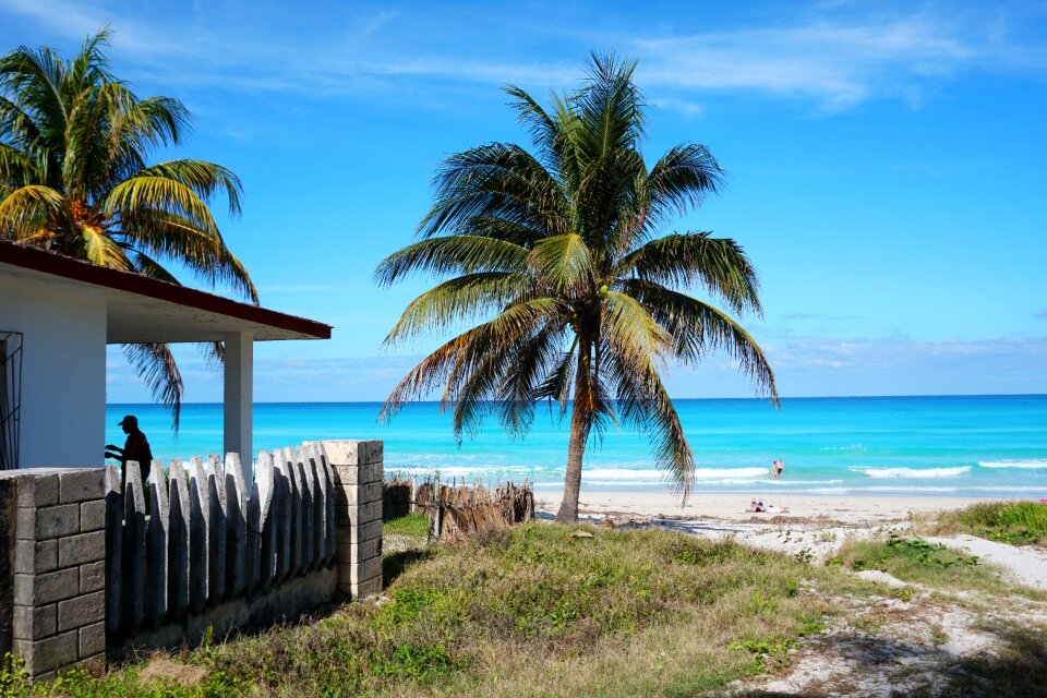 Caribbean palm trees sea