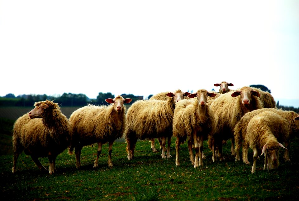 Field rural pasture photo