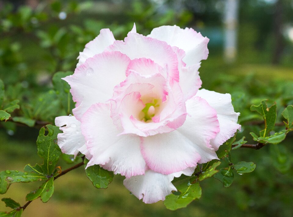 Flower in art