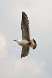 Seagull seabird wild animal photo