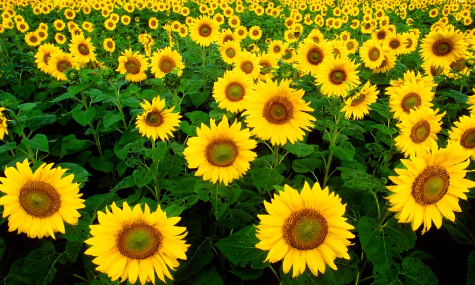 Helianthus sun nature