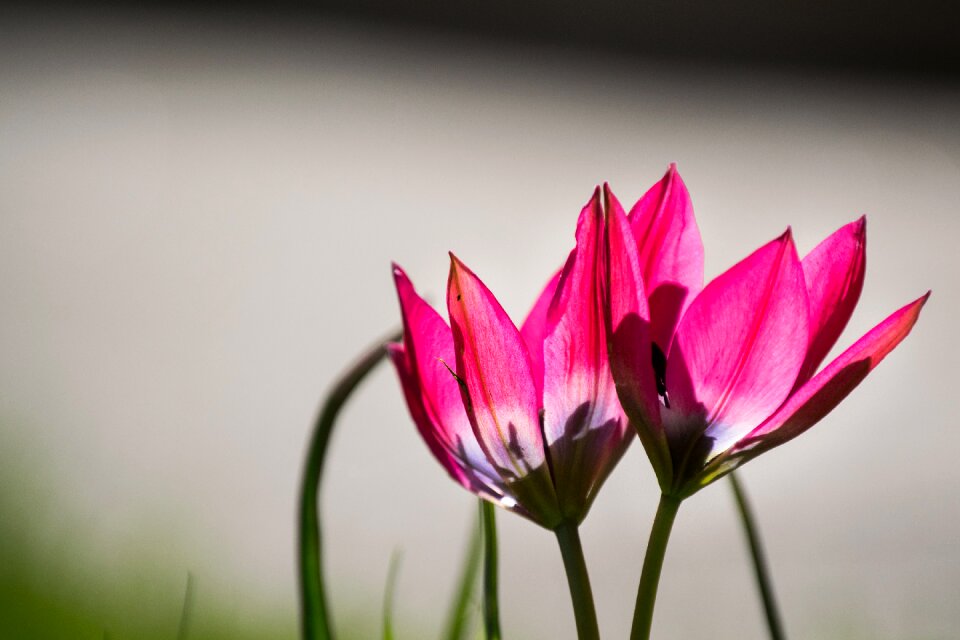 Transparent spring backlight