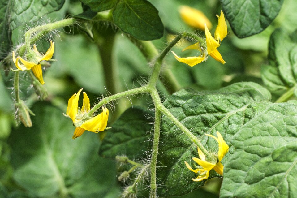 Blossom bloom plant