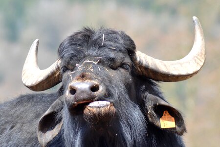 Buffalo graseter zoo