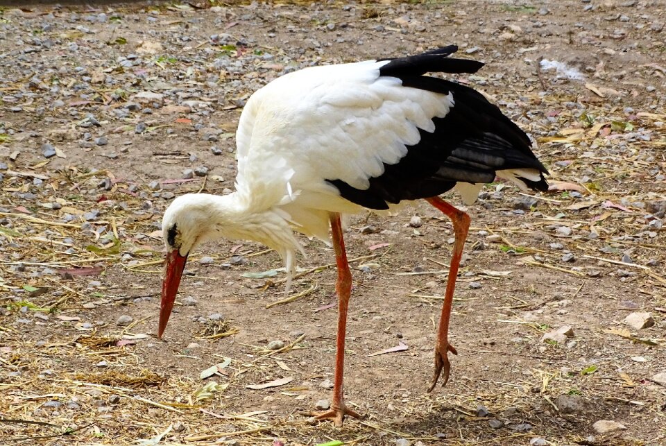 Bird animal feathers
