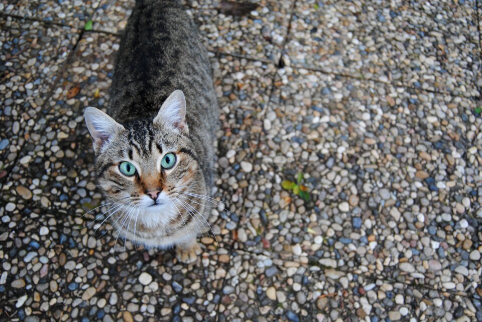 Domestic pet animal