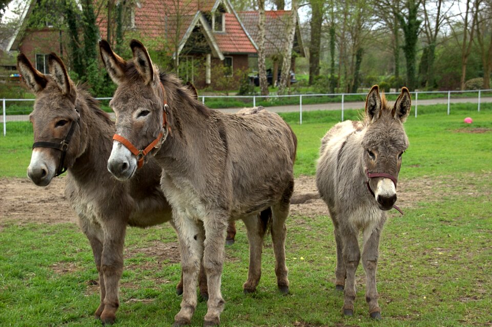 The countryside animals netherlands